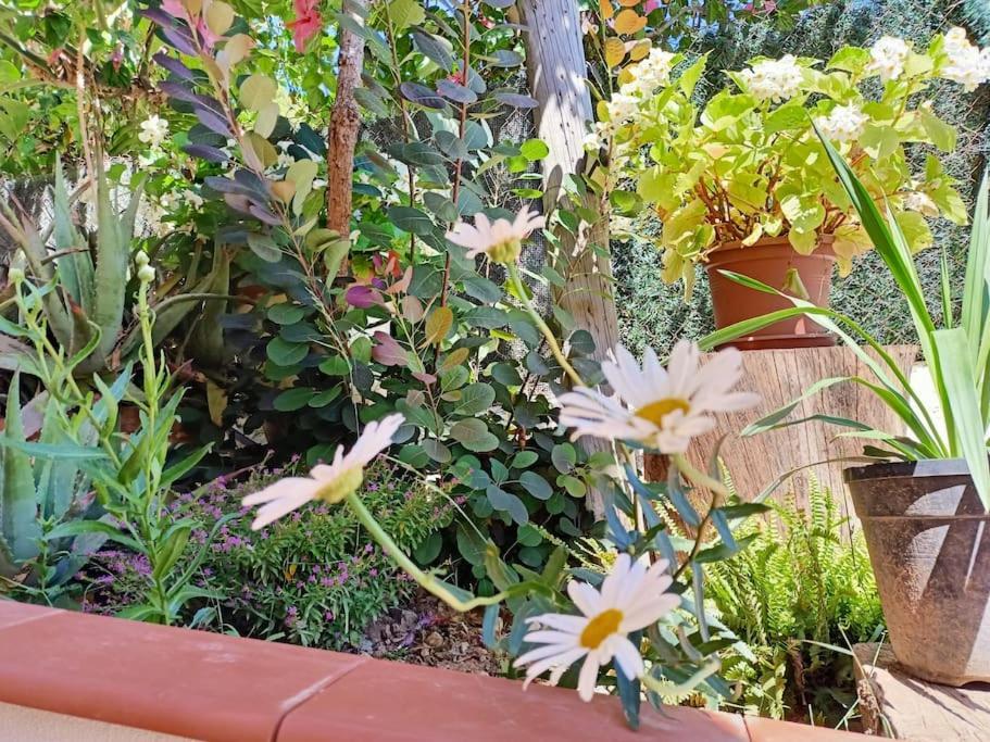 Villa Falconera Apartaments, Gandia A Las Faldas De La Montana Zewnętrze zdjęcie