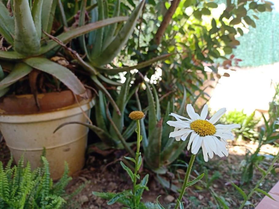 Villa Falconera Apartaments, Gandia A Las Faldas De La Montana Zewnętrze zdjęcie