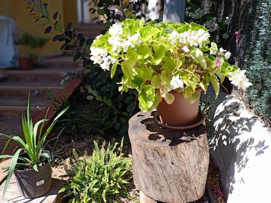 Villa Falconera Apartaments, Gandia A Las Faldas De La Montana Zewnętrze zdjęcie