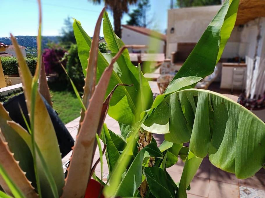 Villa Falconera Apartaments, Gandia A Las Faldas De La Montana Zewnętrze zdjęcie
