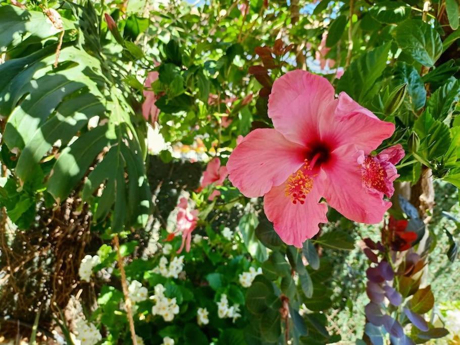 Villa Falconera Apartaments, Gandia A Las Faldas De La Montana Zewnętrze zdjęcie